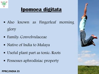 Ipomoea digitata
 Also known as Fingerleaf morning
glory
 Family: Convolvulaceae
 Native of India to Malaya
 Useful plant part as tonic: Roots
 Possesses aphrodisiac property
PPRC/INDIA 35
 