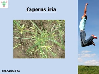 Cyperus iria
PPRC/INDIA 36
 
