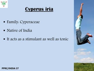Cyperus iria
 Family: Cyperaceae
 Native of India
 It acts as a stimulant as well as tonic
PPRC/INDIA 37
 