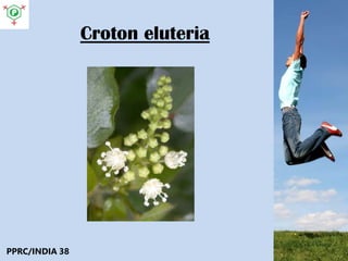 Croton eluteria
PPRC/INDIA 38
 