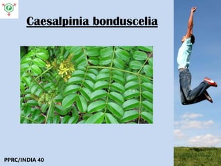 Caesalpinia bonduscelia
PPRC/INDIA 40
 