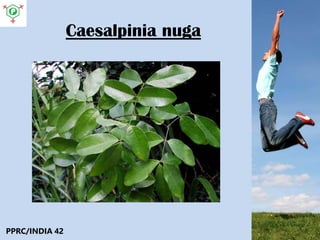 Caesalpinia nuga
PPRC/INDIA 42
 