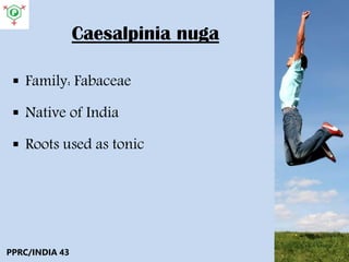 Caesalpinia nuga
 Family: Fabaceae
 Native of India
 Roots used as tonic
PPRC/INDIA 43
 