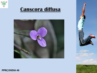 Canscora diffusa
PPRC/INDIA 46
 