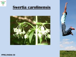 Swertia carolinensis
PPRC/INDIA 50
 