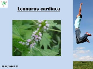 Leonurus cardiaca
PPRC/INDIA 52
 