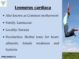 Leonurus cardiaca
 Also known as Common motherwort
 Family: Lamiaceae
 Locality: Eurasia
 Pecularities: Herbal tonic for heart,
ailments, female weakness and
hysteria
PPRC/INDIA 53
 