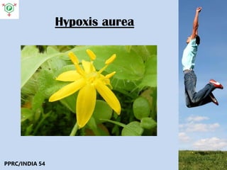 Hypoxis aurea
PPRC/INDIA 54
 