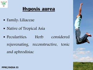 Hypoxis aurea
 Family: Liliaceae
 Native of Tropical Asia
 Pecularities: Herb considered
rejuvenating, reconstructive, tonic
and aphrodisiac
PPRC/INDIA 55
 