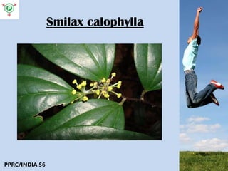 Smilax calophylla
PPRC/INDIA 56
 