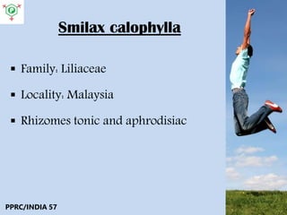 Smilax calophylla
 Family: Liliaceae
 Locality: Malaysia
 Rhizomes tonic and aphrodisiac
PPRC/INDIA 57
 