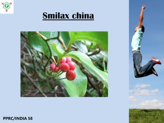 Smilax china
PPRC/INDIA 58
 