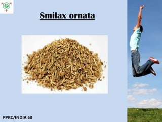 Smilax ornata
PPRC/INDIA 60
 