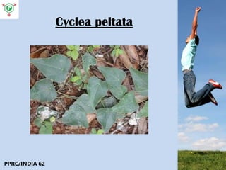 Cyclea peltata
PPRC/INDIA 62
 