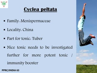 Cyclea peltata
 Family: Menispermaceae
 Locality: China
 Part for tonic: Tuber
 Nice tonic needs to be investigated
further for more potent tonic /
immunity booster
PPRC/INDIA 63
 