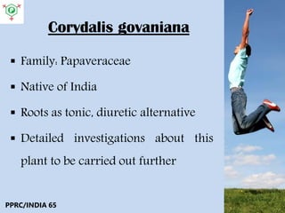 Corydalis govaniana
 Family: Papaveraceae
 Native of India
 Roots as tonic, diuretic alternative
 Detailed investigations about this
plant to be carried out further
PPRC/INDIA 65
 