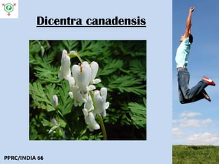 Dicentra canadensis
PPRC/INDIA 66
 