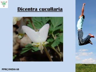 Dicentra cucullaria
PPRC/INDIA 68
 