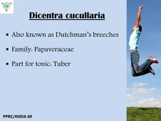 Dicentra cucullaria
 Also known as Dutchman’s breeches
 Family: Papaveraceae
 Part for tonic: Tuber
PPRC/INDIA 69
 