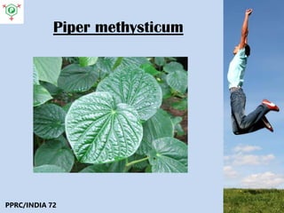Piper methysticum
PPRC/INDIA 72
 