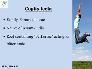 Coptis teeta
 Family: Ranunculaceae
 Native of Assam-India
 Root containing “Berberine” acting as
bitter tonic
PPRC/INDIA 75
 