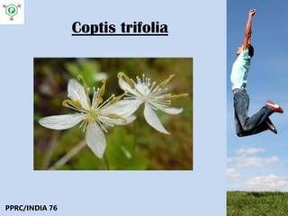 Coptis trifolia
PPRC/INDIA 76
 