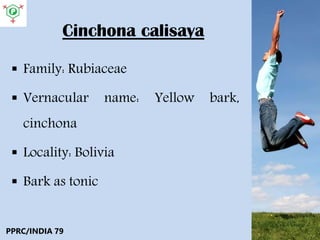 Cinchona calisaya
 Family: Rubiaceae
 Vernacular name: Yellow bark,
cinchona
 Locality: Bolivia
 Bark as tonic
PPRC/INDIA 79
 