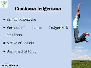 Cinchona ledgeriana
 Family: Rubiaceae
 Vernacular name: Ledgerbark
cinchona
 Native of Bolivia
 Bark used as tonic
PPRC/INDIA 81
 