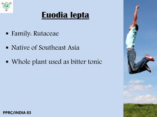 Euodia lepta
 Family: Rutaceae
 Native of Southeast Asia
 Whole plant used as bitter tonic
PPRC/INDIA 83
 