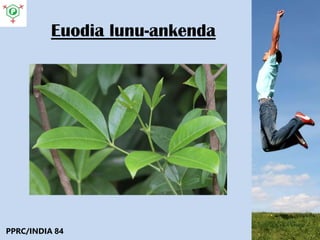Euodia lunu-ankenda
PPRC/INDIA 84
 
