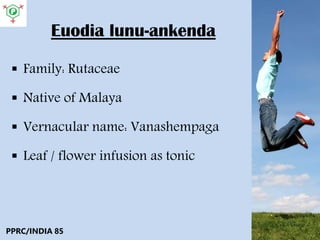 Euodia lunu-ankenda
 Family: Rutaceae
 Native of Malaya
 Vernacular name: Vanashempaga
 Leaf / flower infusion as tonic
PPRC/INDIA 85
 