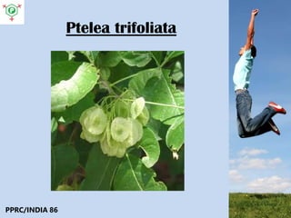 Ptelea trifoliata
PPRC/INDIA 86
 