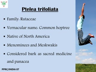 Ptelea trifoliata
 Family: Rutaceae
 Vernacular name: Common hoptree
 Native of North America
 Menominees and Meskwakis
 Considered bark as sacred medicine
and panacea
PPRC/INDIA 87
 