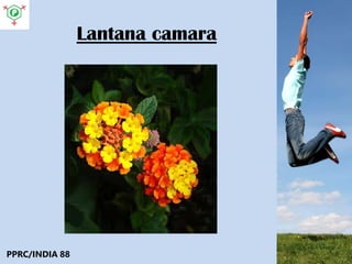 Lantana camara
PPRC/INDIA 88
 