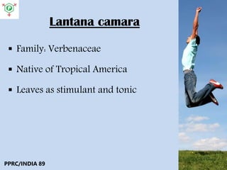 Lantana camara
 Family: Verbenaceae
 Native of Tropical America
 Leaves as stimulant and tonic
PPRC/INDIA 89
 