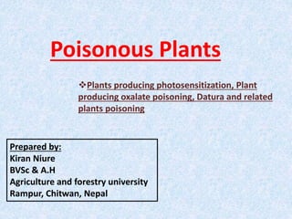 Poisonous Plants
Prepared by:
Kiran Niure
BVSc & A.H
Agriculture and forestry university
Rampur, Chitwan, Nepal
Plants producing photosensitization, Plant
producing oxalate poisoning, Datura and related
plants poisoning
 