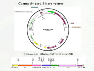 Pbi121 Vector Map planttransformation-200408092432-converted.pptx