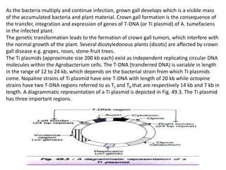 As the bacteria multiply and continue infection, grown gall develops which is a visible mass
of the accumulated bacteria and plant material. Crown gall formation is the consequence of
the transfer, integration and expression of genes of T-DNA (or Ti plasmid) of A. tumefaciens
in the infected plant.
The genetic transformation leads to the formation of crown gall tumors, which interfere with
the normal growth of the plant. Several dicotyledonous plants (dicots) are affected by crown
gall disease e.g. grapes, roses, stone-fruit trees.
The Ti plasmids (approximate size 200 kb each) exist as independent replicating circular DNA
molecules within the Agrobacterium cells. The T-DNA (transferred DNA) is variable in length
in the range of 12 to 24 kb, which depends on the bacterial strain from which Ti plasmids
come. Nopaline strains of Ti plasmid have one T-DNA with length of 20 kb while octopine
strains have two T-DNA regions referred to as TL and TR that are respectively 14 kb and 7 kb in
length. A diagrammatic representation of a Ti plasmid is depicted in Fig. 49.3. The Ti plasmid
has three important regions.
 