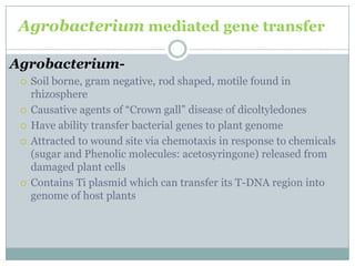 Agrobacterium mediated gene transfer
Agrobacterium-
 Soil borne, gram negative, rod shaped, motile found in
rhizosphere
 Causative agents of “Crown gall” disease of dicoltyledones
 Have ability transfer bacterial genes to plant genome
 Attracted to wound site via chemotaxis in response to chemicals
(sugar and Phenolic molecules: acetosyringone) released from
damaged plant cells
 Contains Ti plasmid which can transfer its T-DNA region into
genome of host plants
 