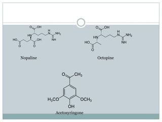 Nopaline Octopine
Acetosyringone
 