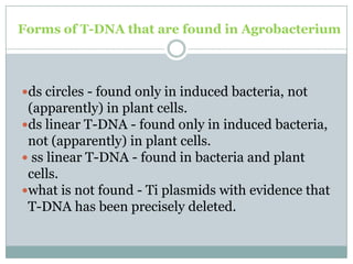 Forms of T-DNA that are found in Agrobacterium
ds circles - found only in induced bacteria, not
(apparently) in plant cells.
ds linear T-DNA - found only in induced bacteria,
not (apparently) in plant cells.
 ss linear T-DNA - found in bacteria and plant
cells.
what is not found - Ti plasmids with evidence that
T-DNA has been precisely deleted.
 