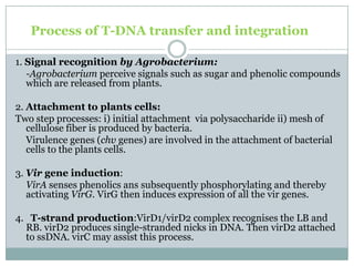 Process of T-DNA transfer and integration
1. Signal recognition by Agrobacterium:
-Agrobacterium perceive signals such as sugar and phenolic compounds
which are released from plants.
2. Attachment to plants cells:
Two step processes: i) initial attachment via polysaccharide ii) mesh of
cellulose fiber is produced by bacteria.
Virulence genes (chv genes) are involved in the attachment of bacterial
cells to the plants cells.
3. Vir gene induction:
VirA senses phenolics ans subsequently phosphorylating and thereby
activating VirG. VirG then induces expression of all the vir genes.
4. T-strand production:VirD1/virD2 complex recognises the LB and
RB. virD2 produces single-stranded nicks in DNA. Then virD2 attached
to ssDNA. virC may assist this process.
 