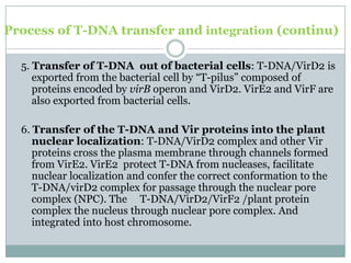 Process of T-DNA transfer and integration (continu)
5. Transfer of T-DNA out of bacterial cells: T-DNA/VirD2 is
exported from the bacterial cell by “T-pilus” composed of
proteins encoded by virB operon and VirD2. VirE2 and VirF are
also exported from bacterial cells.
6. Transfer of the T-DNA and Vir proteins into the plant
nuclear localization: T-DNA/VirD2 complex and other Vir
proteins cross the plasma membrane through channels formed
from VirE2. VirE2 protect T-DNA from nucleases, facilitate
nuclear localization and confer the correct conformation to the
T-DNA/virD2 complex for passage through the nuclear pore
complex (NPC). The T-DNA/VirD2/VirF2 /plant protein
complex the nucleus through nuclear pore complex. And
integrated into host chromosome.
 