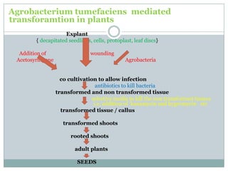 Agrobacterium tumefaciens mediated
transforamtion in plants
Explant
{ decapitated seedlings, cells, protoplast, leaf discs}
Addition of wounding
Acetosyringone Agrobacteria
co cultivation to allow infection
antibiotics to kill bacteria
transformed and non transformed tissue
selective media to kill the non transformed tissues
i.e, addition of kanamycin and hygromycin etc
transformed tissue / callus
transformed shoots
rooted shoots
adult plants
SEEDS
 
