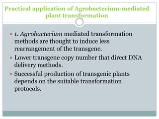Practical application of Agrobacterium-mediated
plant transformation
 1. Agrobacterium mediated transformation
methods are thought to induce less
rearrangement of the transgene.
 Lower transgene copy number that direct DNA
delivery methods.
 Successful production of transgenic plants
depends on the suitable transformation
protocols.
 