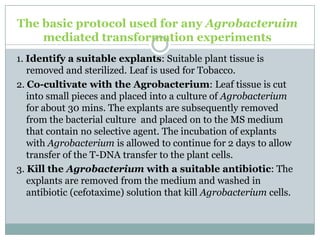 The basic protocol used for any Agrobacteruim
mediated transformation experiments
1. Identify a suitable explants: Suitable plant tissue is
removed and sterilized. Leaf is used for Tobacco.
2. Co-cultivate with the Agrobacterium: Leaf tissue is cut
into small pieces and placed into a culture of Agrobacterium
for about 30 mins. The explants are subsequently removed
from the bacterial culture and placed on to the MS medium
that contain no selective agent. The incubation of explants
with Agrobacterium is allowed to continue for 2 days to allow
transfer of the T-DNA transfer to the plant cells.
3. Kill the Agrobacterium with a suitable antibiotic: The
explants are removed from the medium and washed in
antibiotic (cefotaxime) solution that kill Agrobacterium cells.
 