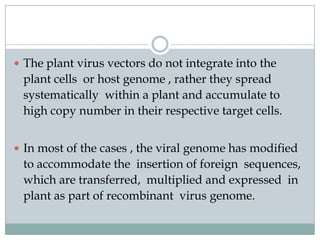  The plant virus vectors do not integrate into the
plant cells or host genome , rather they spread
systematically within a plant and accumulate to
high copy number in their respective target cells.
 In most of the cases , the viral genome has modified
to accommodate the insertion of foreign sequences,
which are transferred, multiplied and expressed in
plant as part of recombinant virus genome.
 