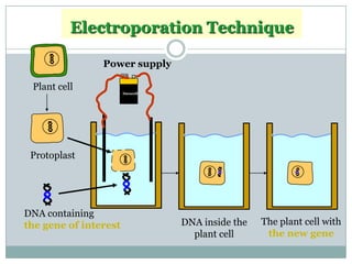 Duracell
DNA containing
the gene of interest
Plant cell
Protoplast
Electroporation Technique
Power supply
DNA inside the
plant cell
The plant cell with
the new gene
 