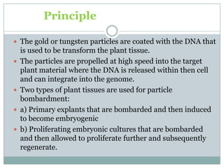 Principle
 The gold or tungsten particles are coated with the DNA that
is used to be transform the plant tissue.
 The particles are propelled at high speed into the target
plant material where the DNA is released within then cell
and can integrate into the genome.
 Two types of plant tissues are used for particle
bombardment:
 a) Primary explants that are bombarded and then induced
to become embryogenic
 b) Proliferating embryonic cultures that are bombarded
and then allowed to proliferate further and subsequently
regenerate.
 