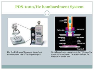 PDS-1000/He bombardment System
Fig: Schematic representation of the PDS-1000/He
system upon activation. The arrows indicate the
direction of helium flow
Fig: The PDS-1000/He system, shown here
with magnified view of the Hepta adaptor.
 